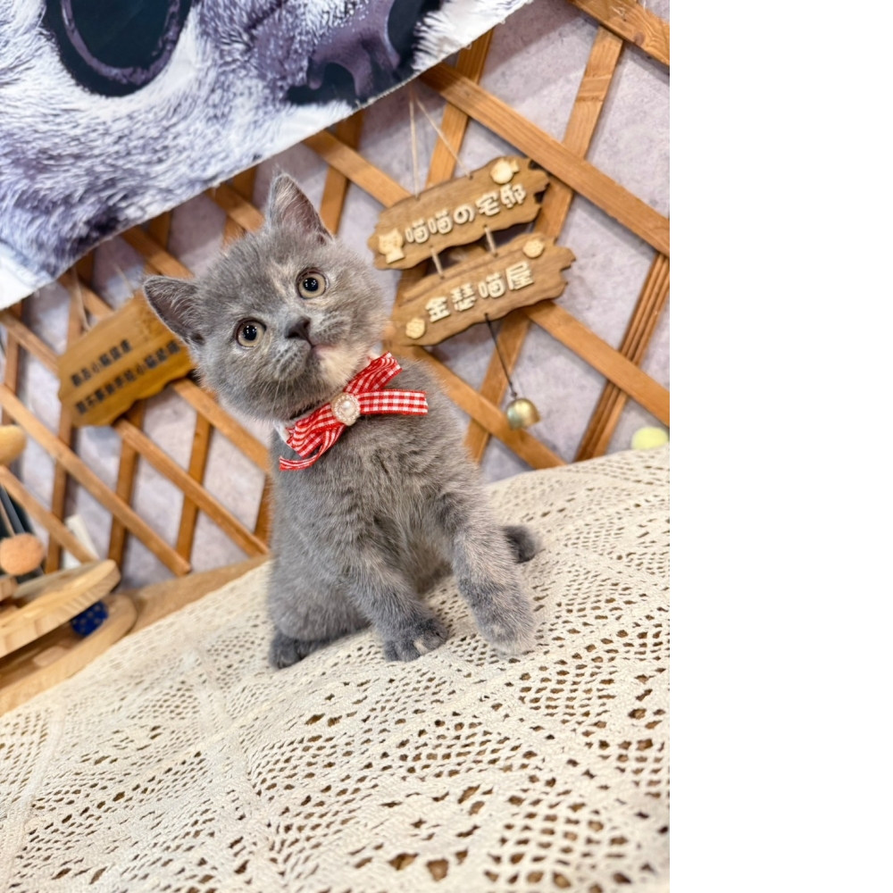藍奶油英短㊛妹妹