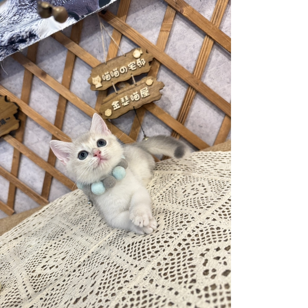 藍金漸層英短㊚弟弟  