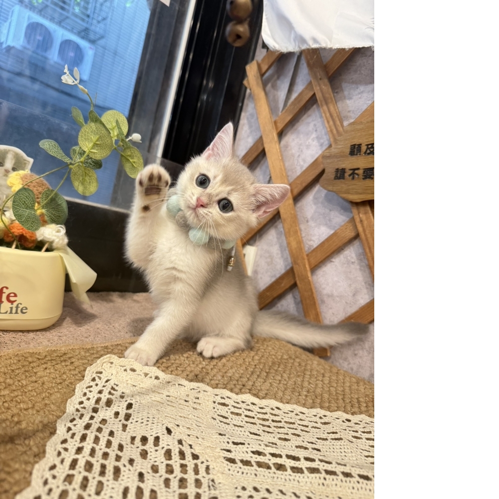 藍金漸層英短㊚弟弟  