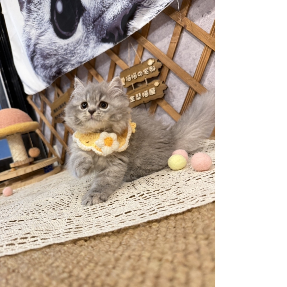 藍虎斑英長㊛妹妹（☆已有家★）