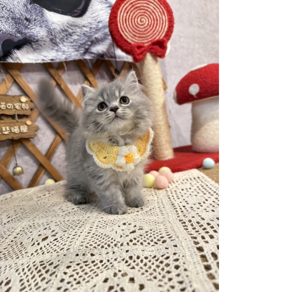 藍虎斑英長㊛妹妹（☆已有家★）