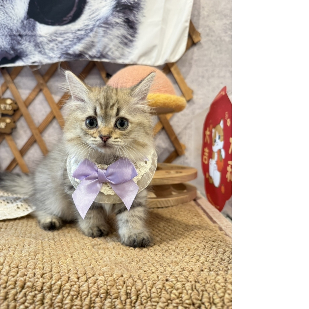 黃金金吉拉㊛妹妹
