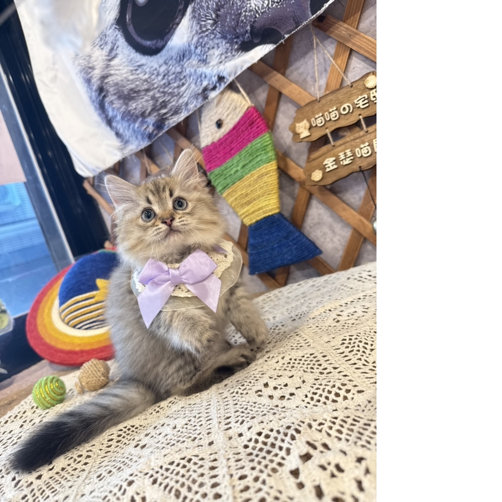 黃金金吉拉㊛妹妹