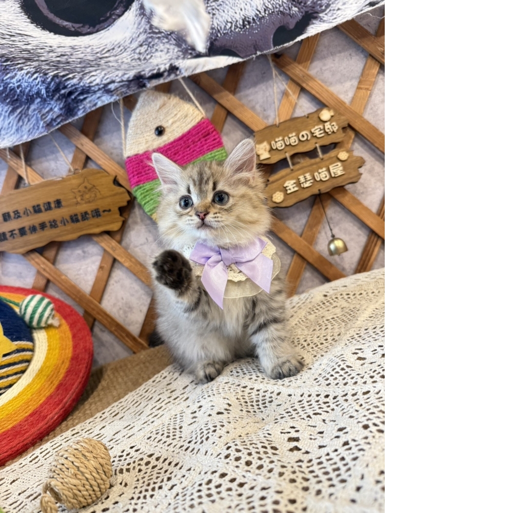 黃金金吉拉㊛妹妹