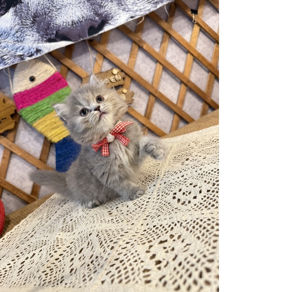 藍虎斑英長㊛妹妹