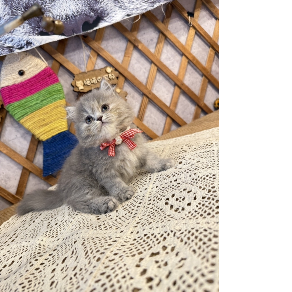 藍虎斑英長㊛妹妹