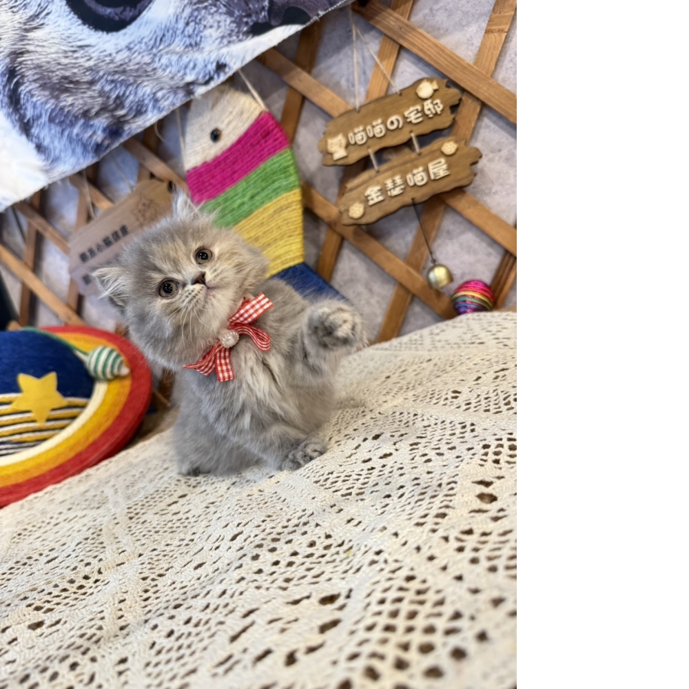 藍虎斑英長㊛妹妹