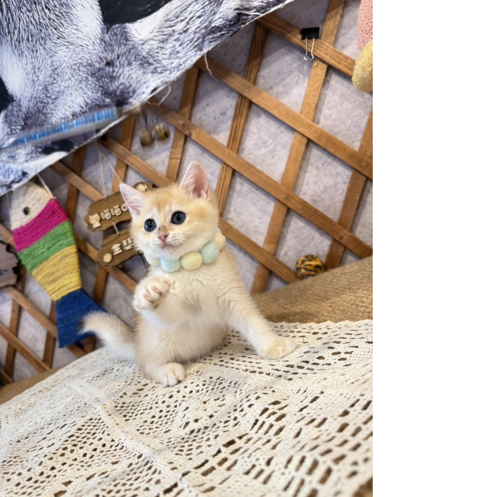 金漸層英短㊚弟弟  （☆已有家★）