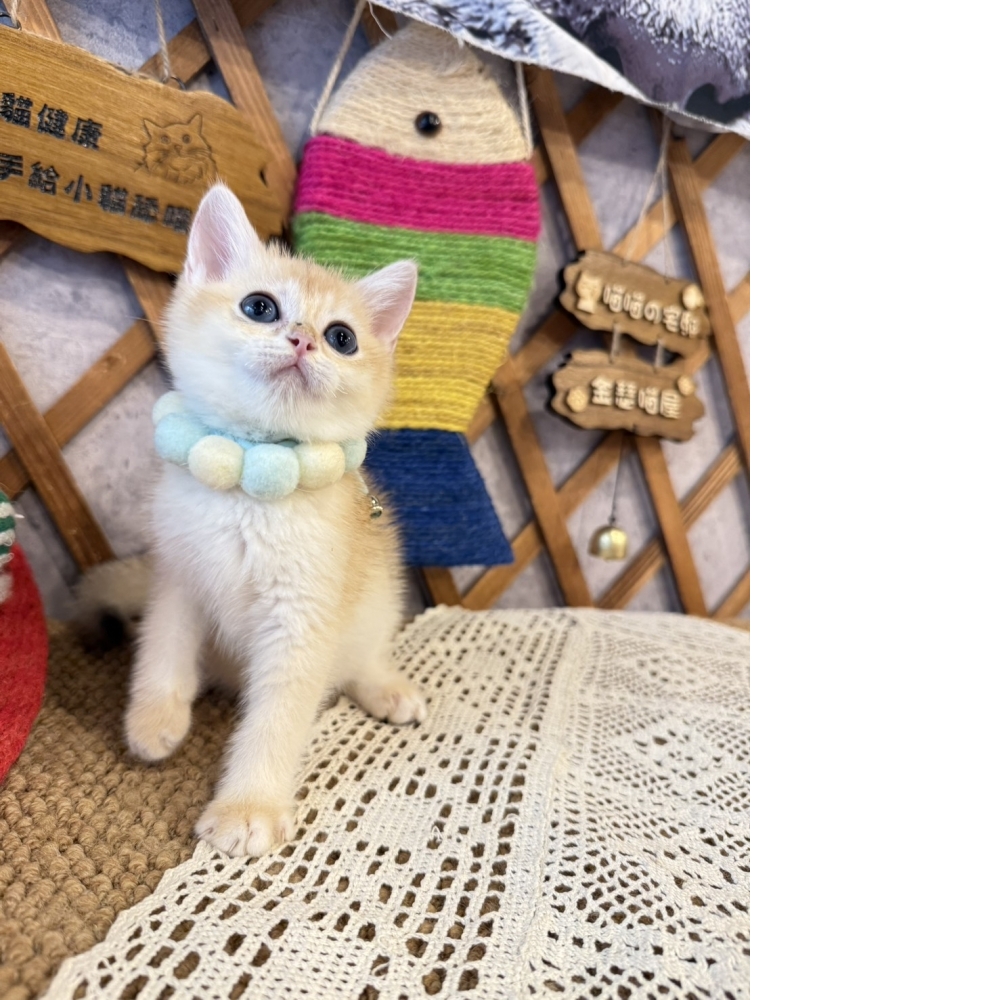金漸層英短㊚弟弟  （☆已有家★）
