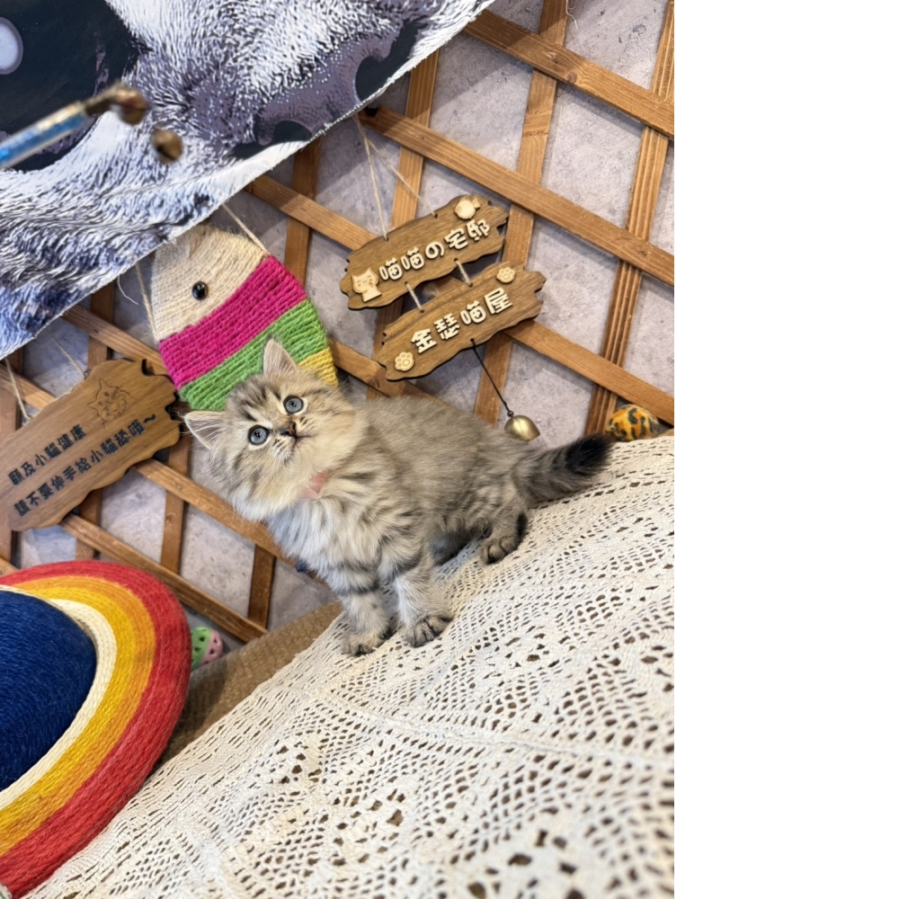黃金金吉拉㊛妹妹
