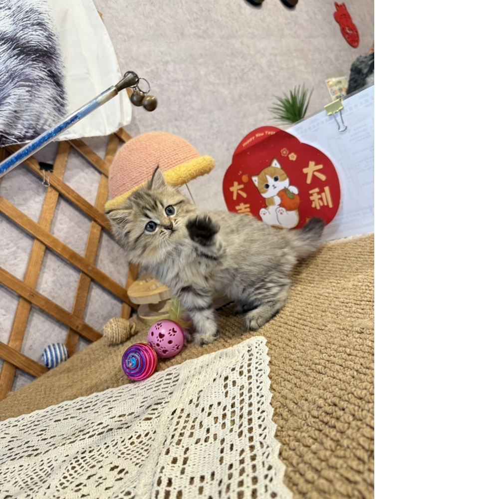 黃金金吉拉㊛妹妹