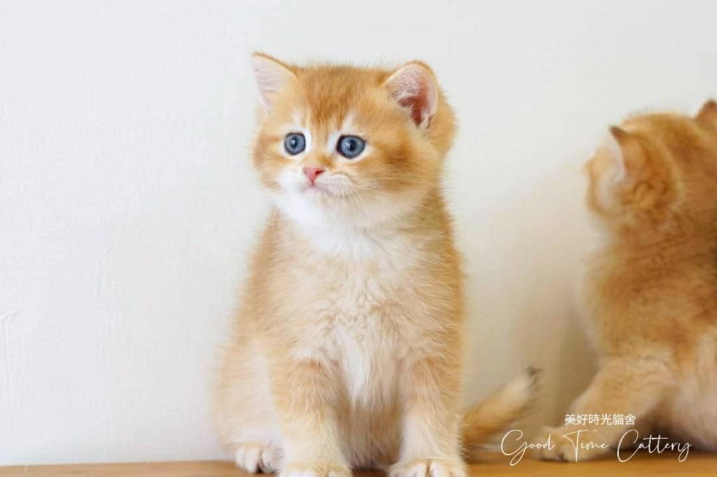 金漸層短毛貓