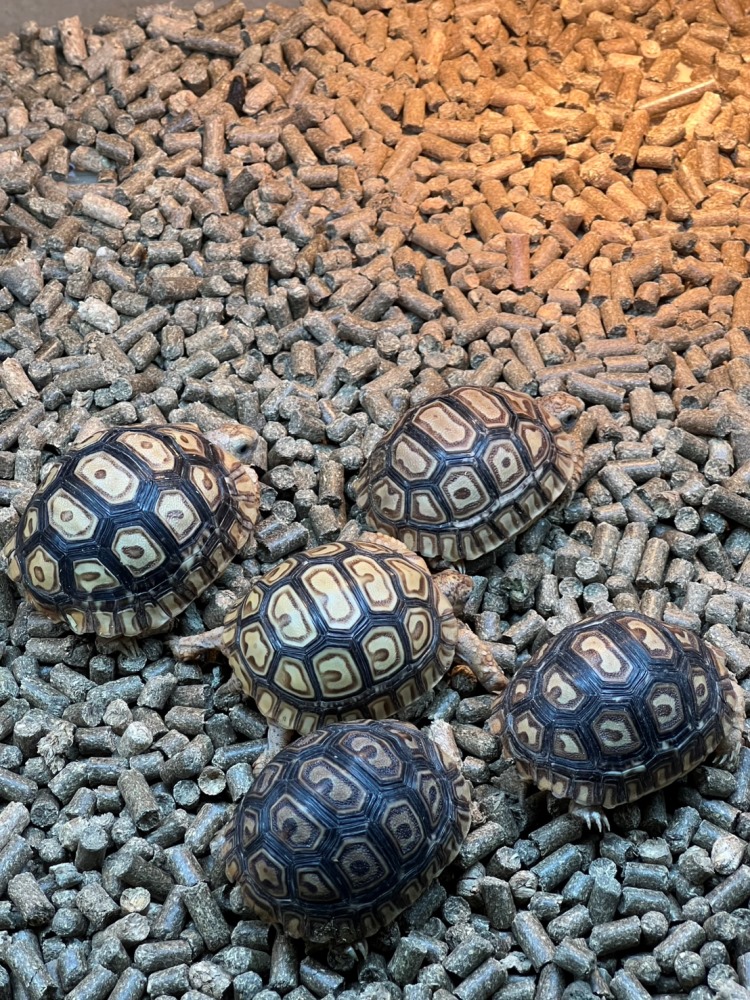 肯亞豹紋陸龜