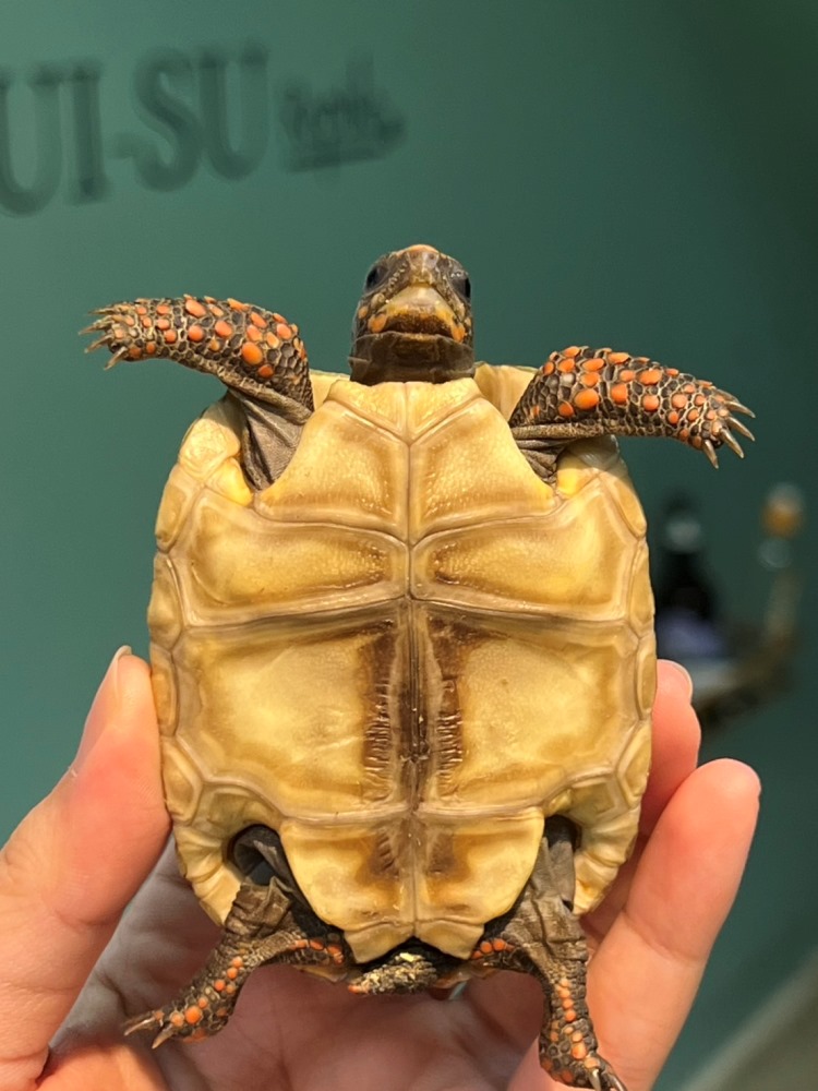 紅腿陸龜