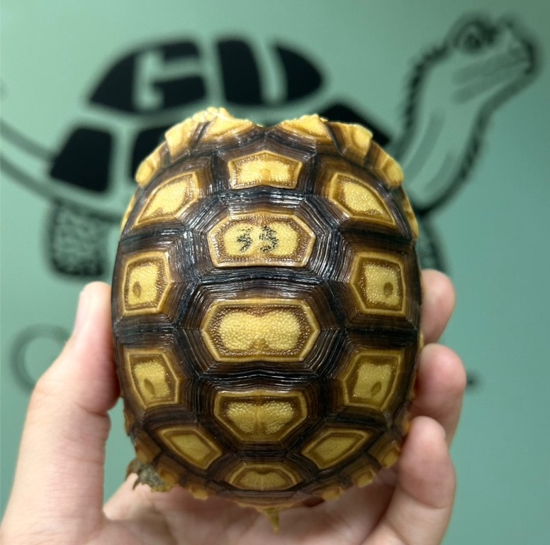 蘇卡達豹紋路龜