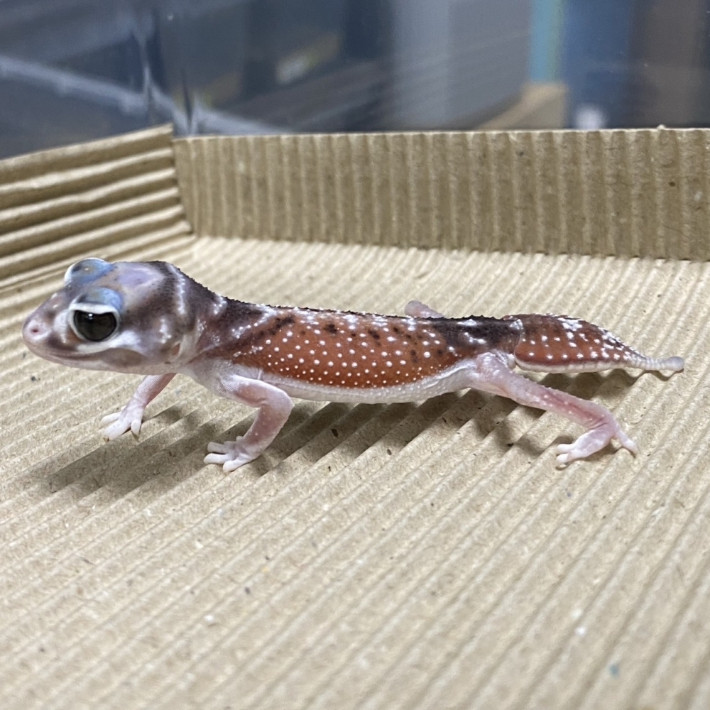 細皮瘤尾守宮158