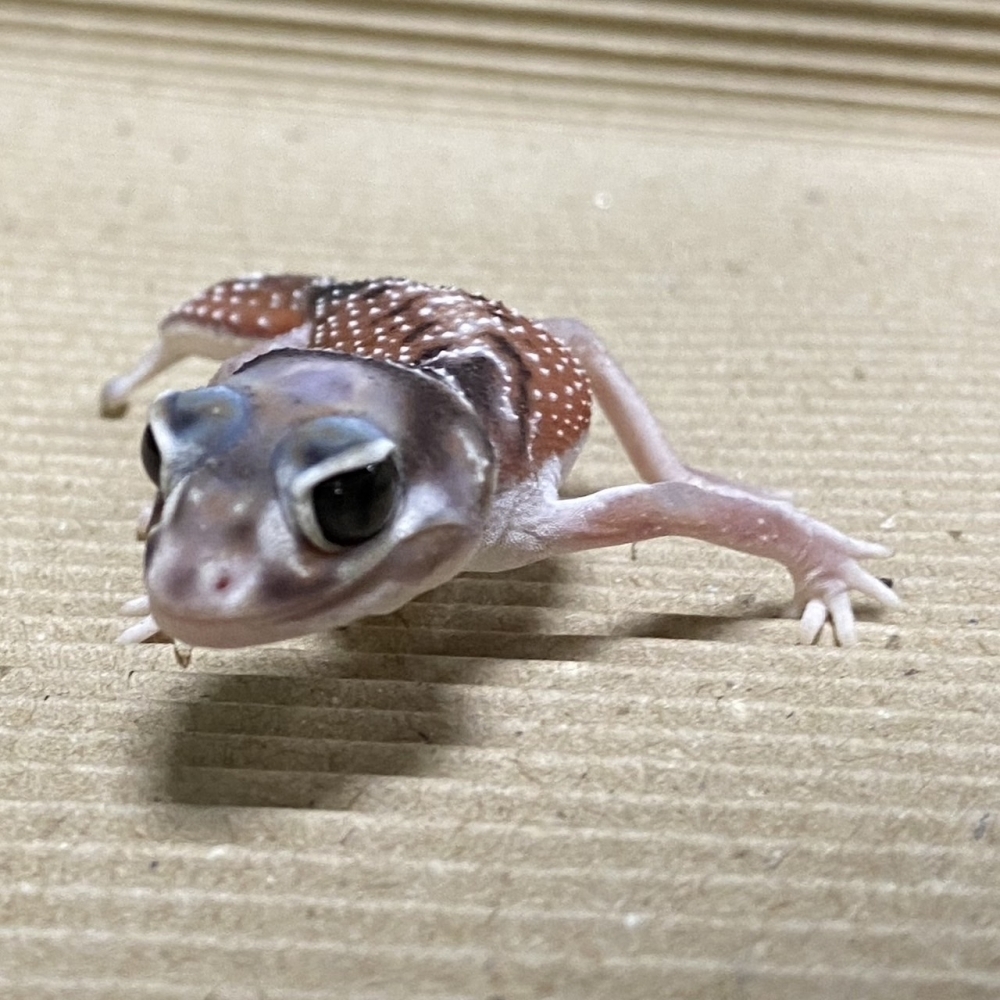 細皮瘤尾守宮158