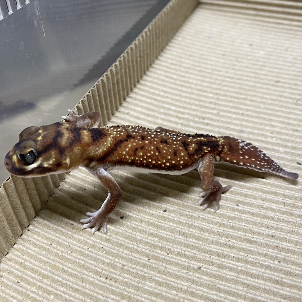 細皮瘤尾守宮156
