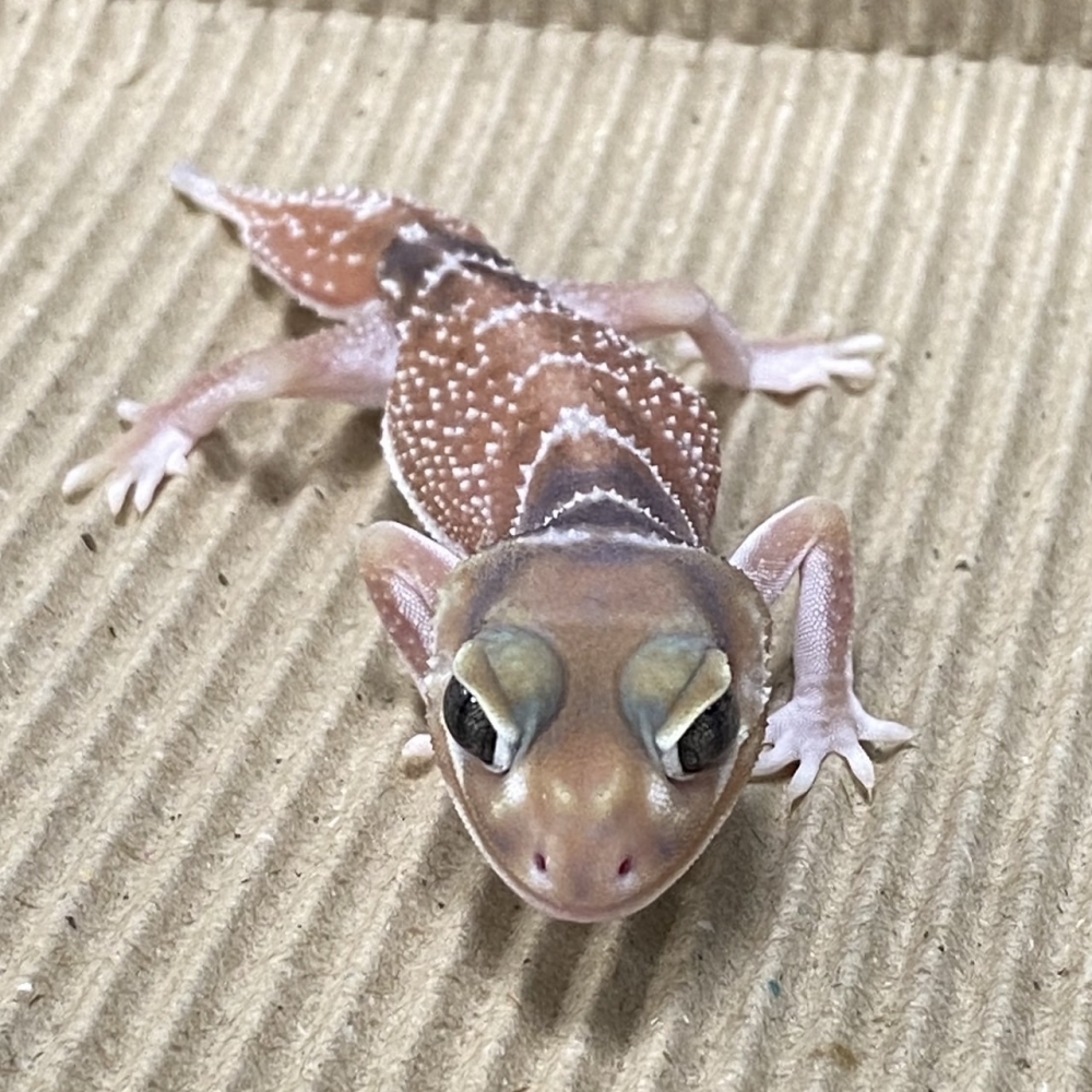 細皮瘤尾守宮152