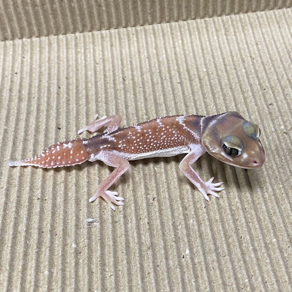 細皮瘤尾守宮152