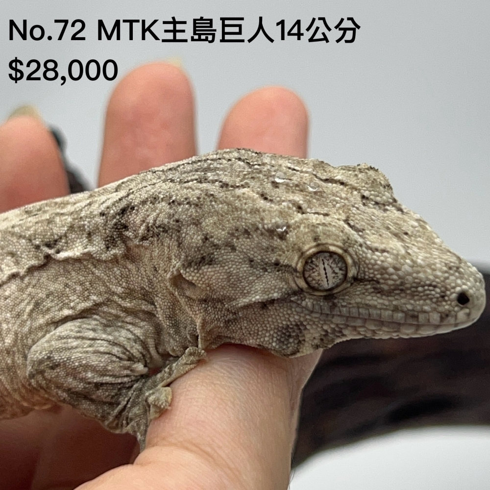 MTK主島巨人(已售出)