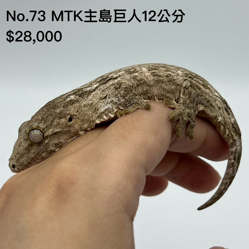 MTK主島巨人(已售出)