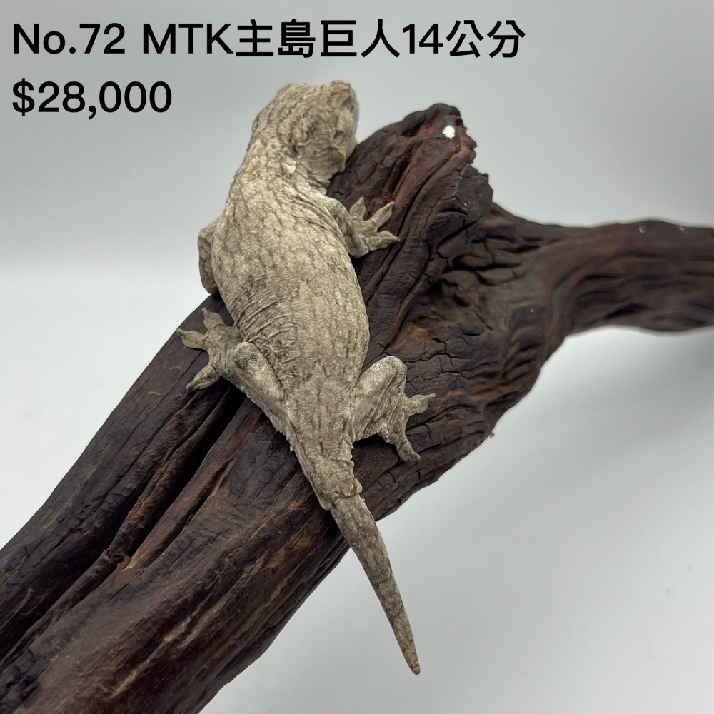 MTK主島巨人(已售出)