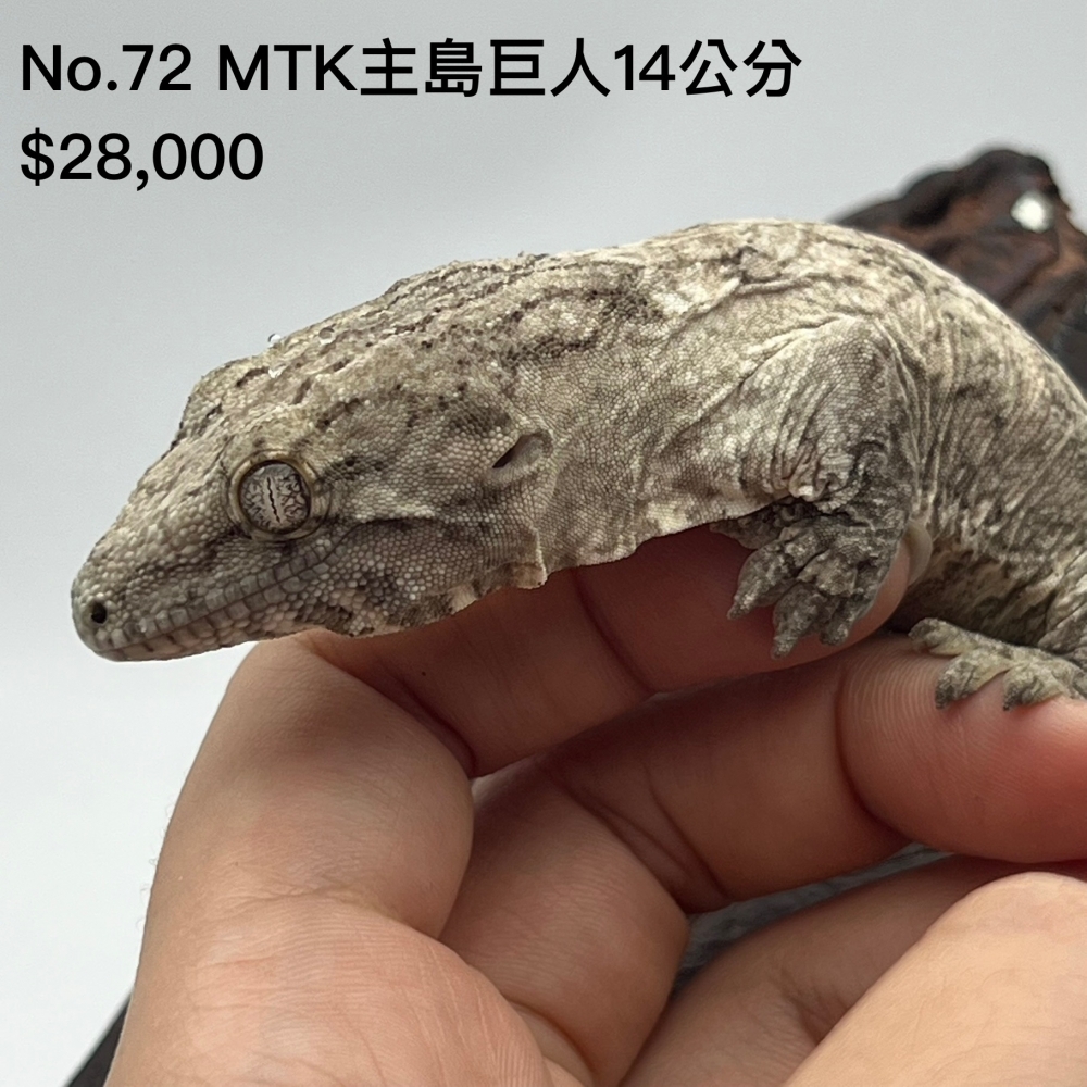 MTK主島巨人(已售出)