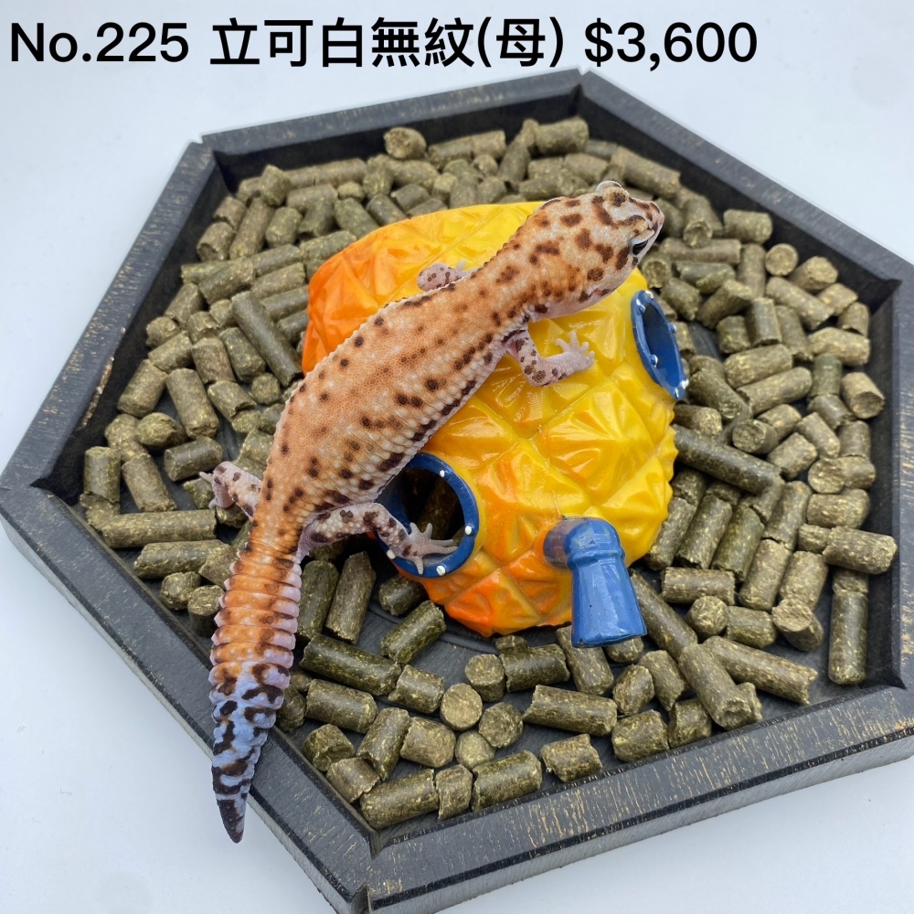 肥尾守宮-立可白無紋 (母)225