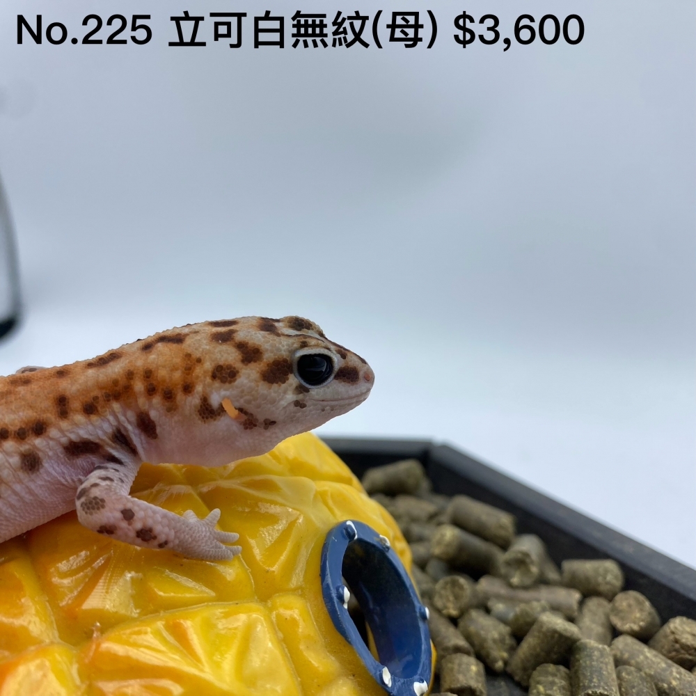 肥尾守宮-立可白無紋 (母)225