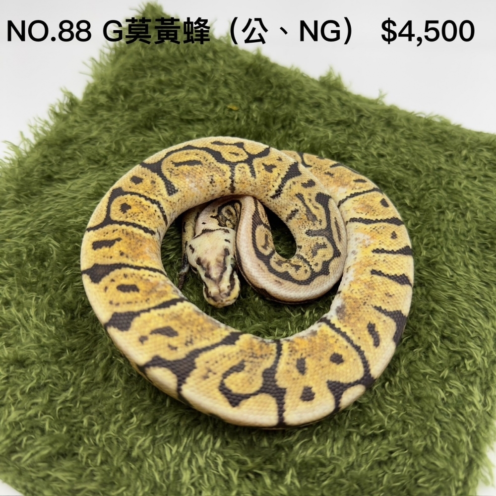 各品系球蟒NO.88/112