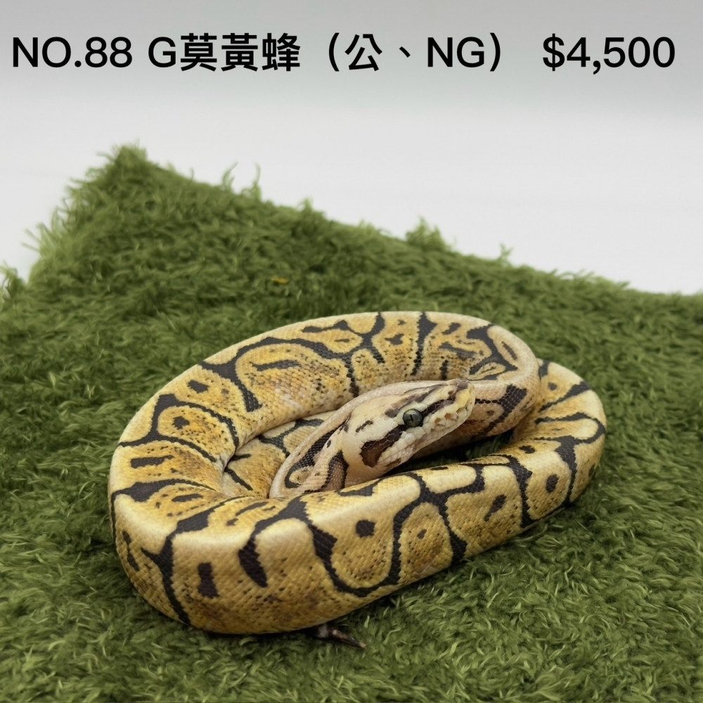 各品系球蟒NO.88/112