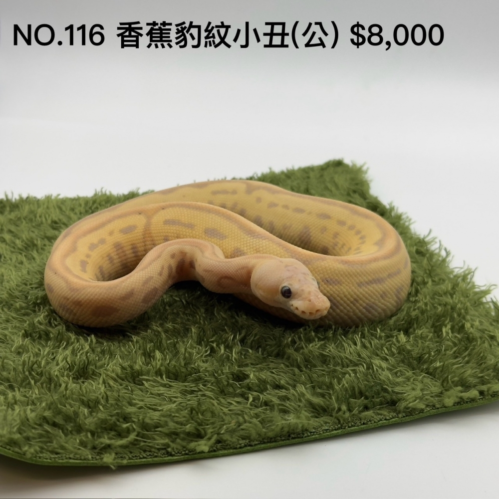 各品系球蟒NO.116/117/118