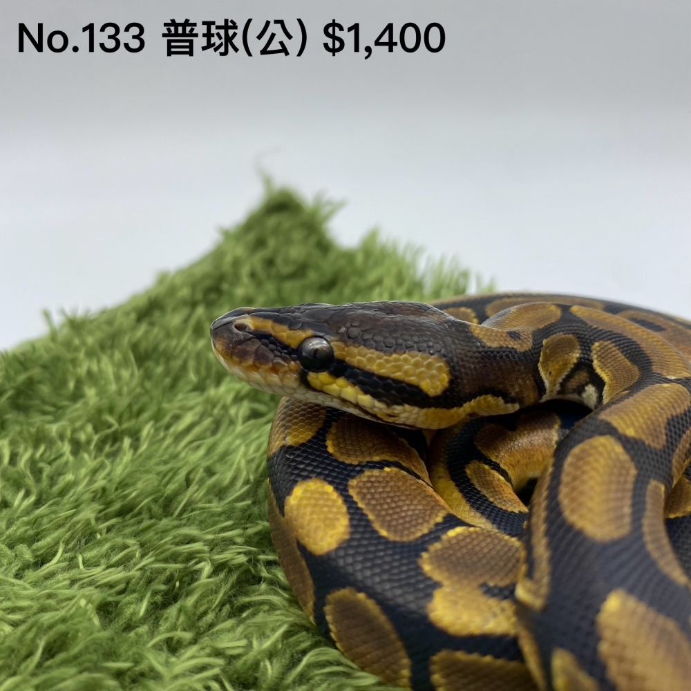 普球(公)(已售出)