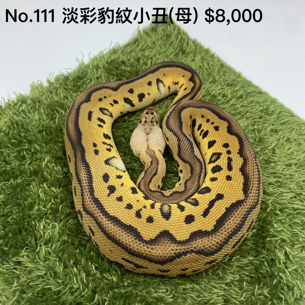 2024年淡彩豹紋小丑(母)111(已售出)