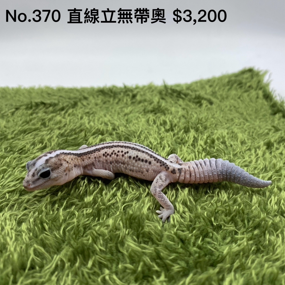 肥尾守宮-直線立奧帶無370
