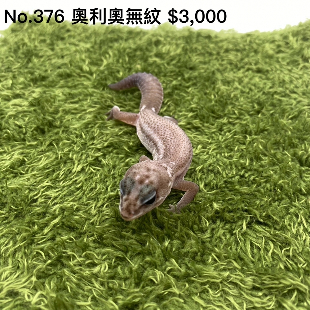 肥尾守宮-奧利奧無紋376