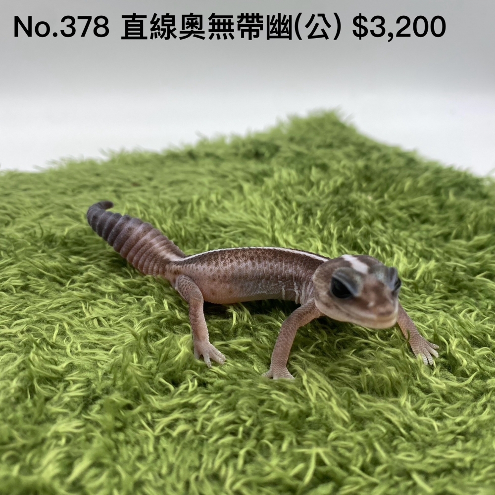 肥尾守宮-直線奧利奧無紋帶幽靈(公)378(已售出)