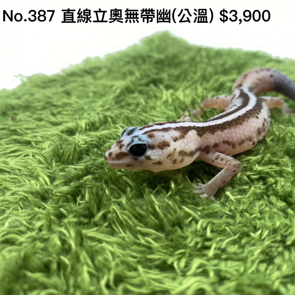 肥尾守宮-直線立奧無帶幽(公溫)387(已售出)