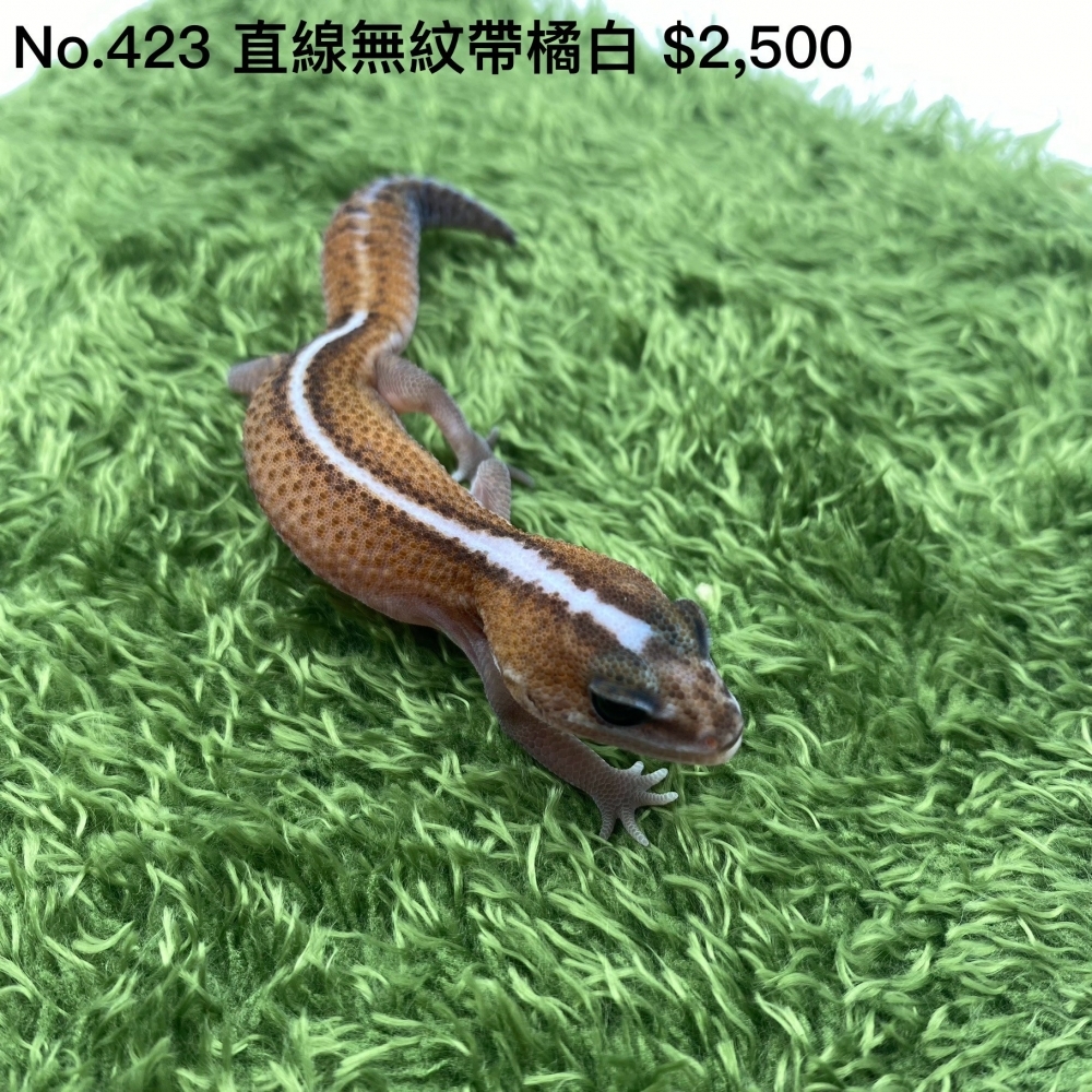 肥尾守宮-直線無紋帶橘白423(已售出)