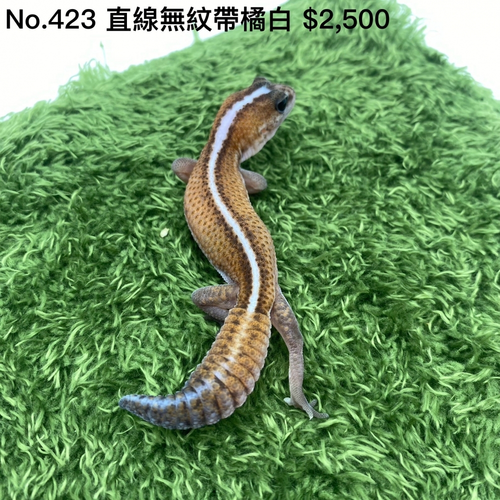 肥尾守宮-直線無紋帶橘白423(已售出)