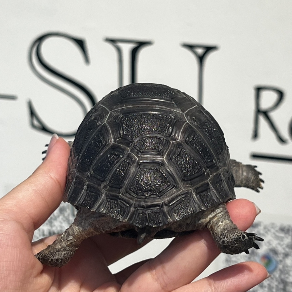 亞達伯拉象龜8cm(已售出)
