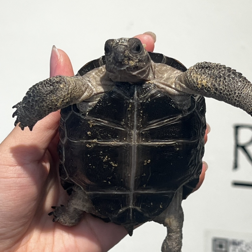 亞達伯拉象龜8cm(已售出)