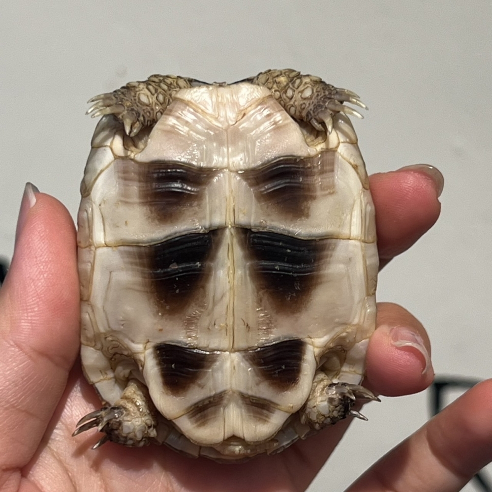 緣翹陸龜(已售出)