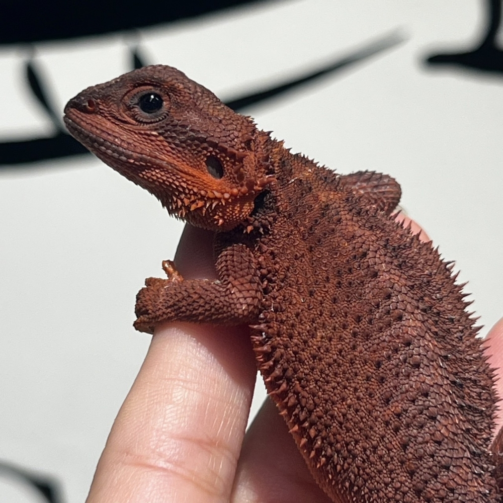 紅魔鬆獅蜥