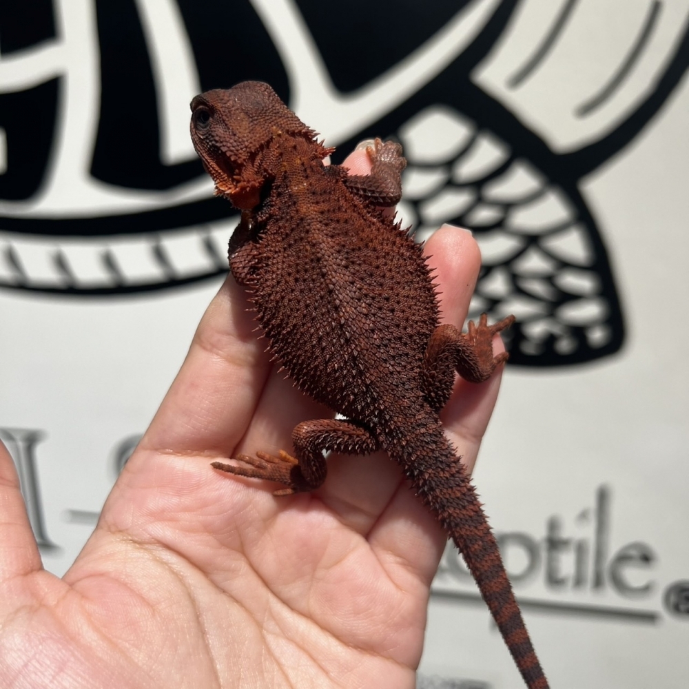 紅魔鬆獅蜥