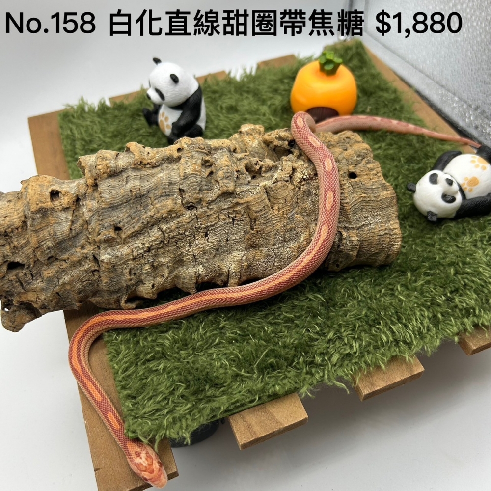白化直線甜圈帶焦糖158(已售出)