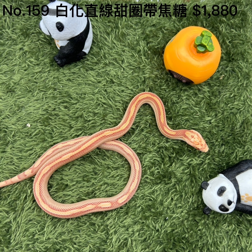 白化直線甜圈帶焦糖159(已售出)