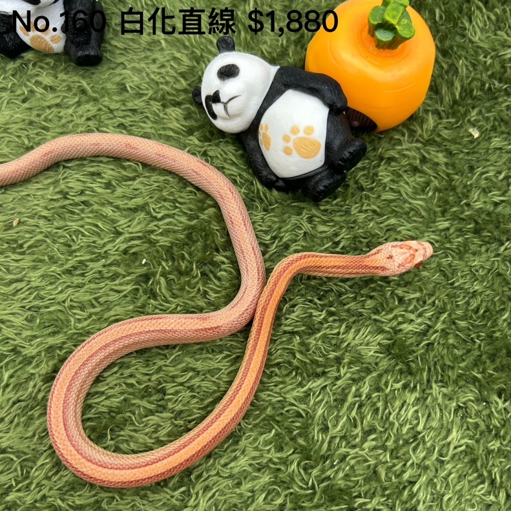 白化直線160(已售出)