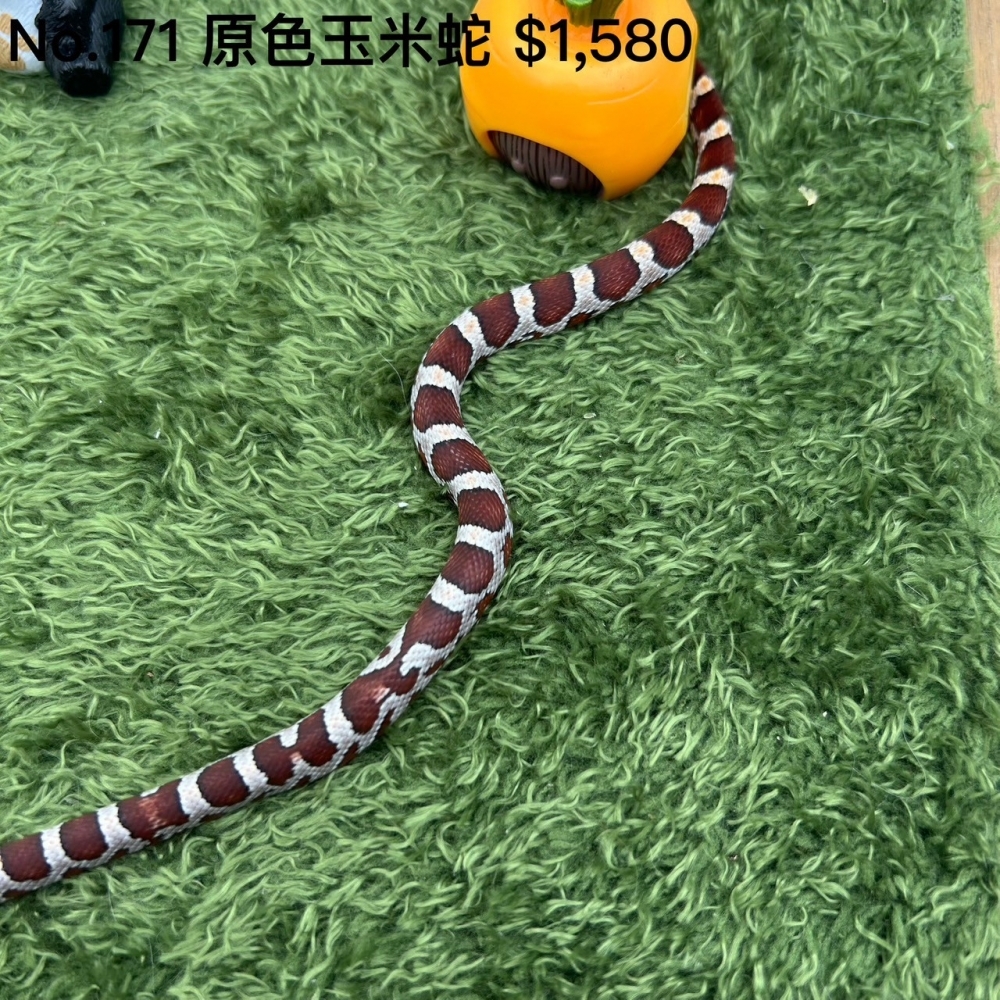 原色玉米蛇171(已售出)